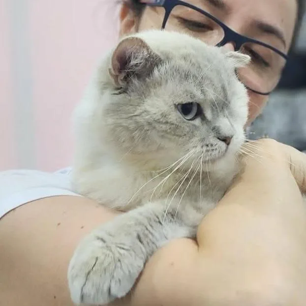 An adult small-sized male Gray / Blue / Silver Persian cat named Teddy  Qatar for adoption in Fairfax Station, VA