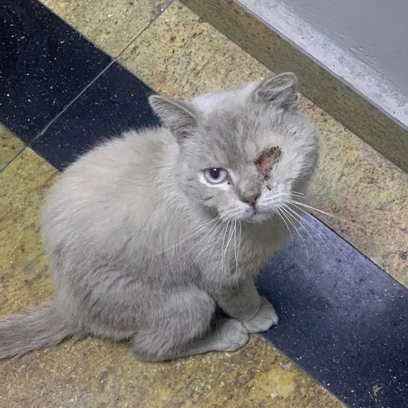 Teddy  Qatar thumbnail 3