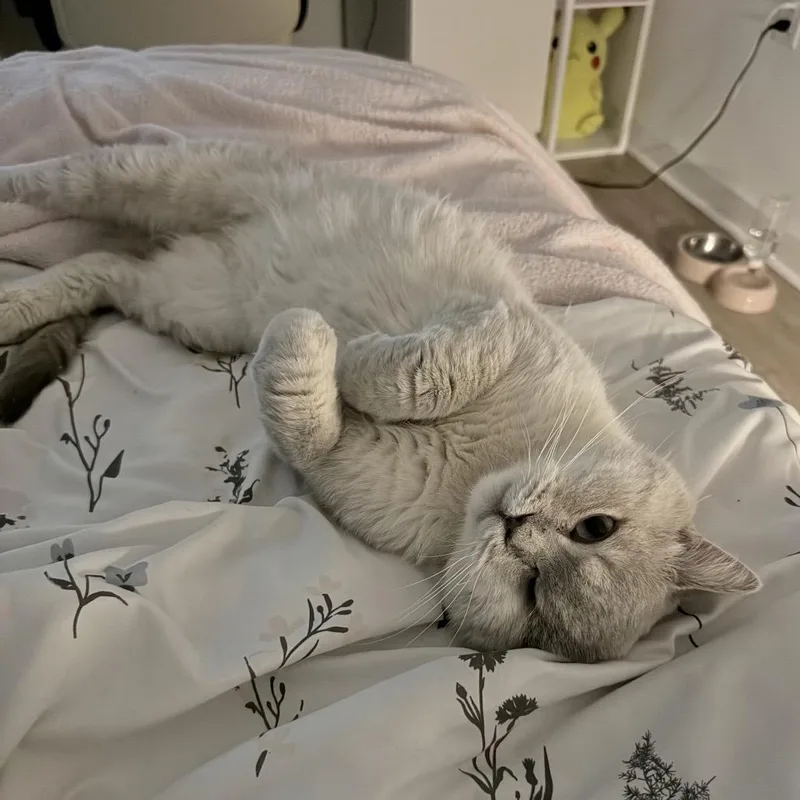 Teddy  Qatar thumbnail 4