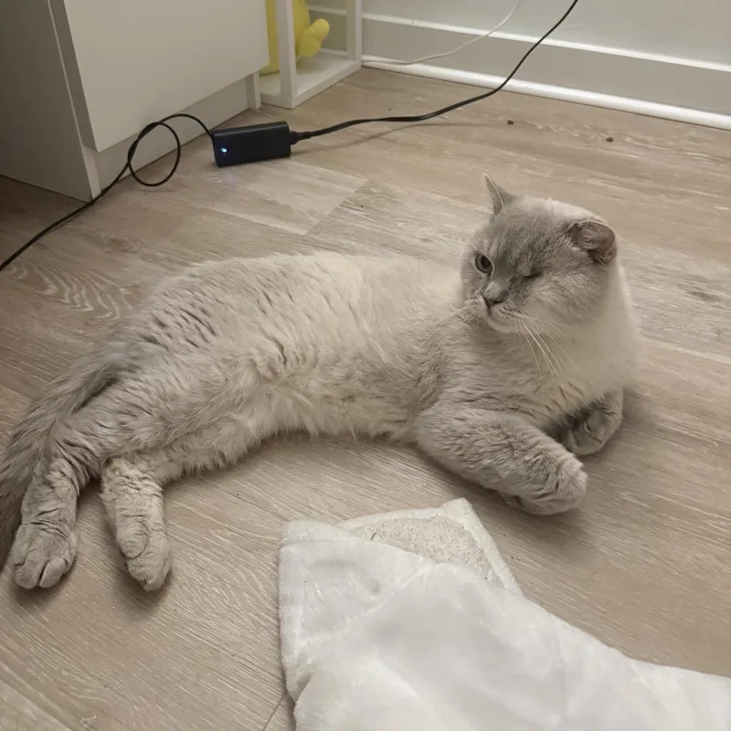 Teddy  Qatar thumbnail 5