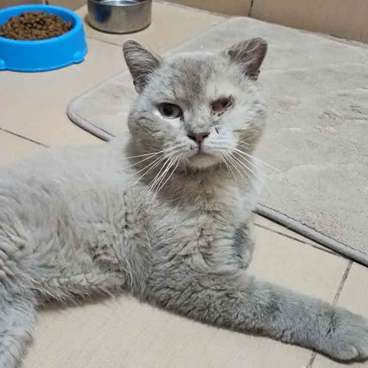 Teddy  Qatar thumbnail 6