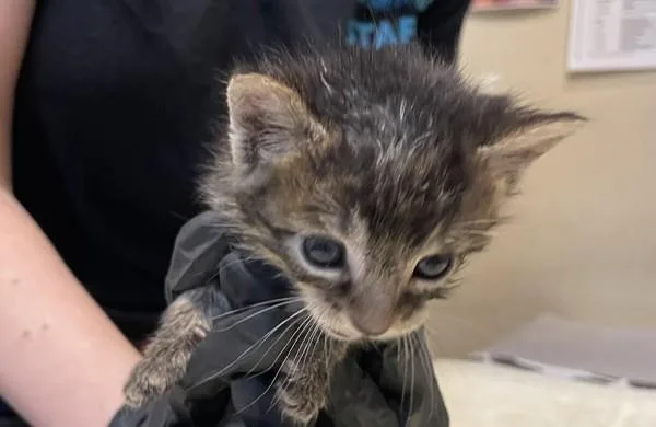A baby small-sized male Domestic Short Hair cat named Cheese for adoption in Oceanside, CA