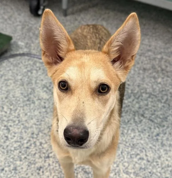 A young medium-sized female German Shepherd Dog dog named Snow for adoption in Golden, CO