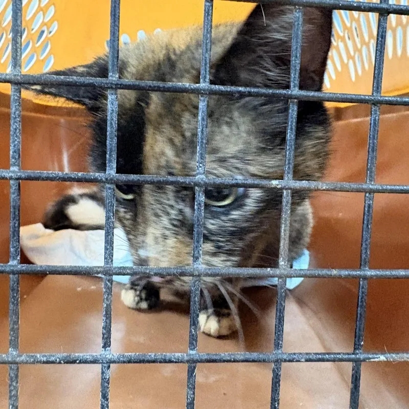 An adult medium-sized female Black Domestic Short Hair cat named Lenora for adoption in Newark, NJ