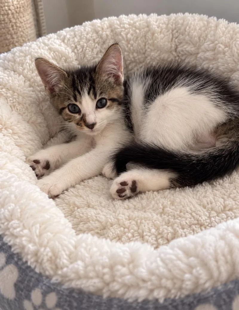 A baby medium-sized male Tabby (Brown / Chocolate) Tabby cat named Moe FIV for adoption in Wyandotte, MI