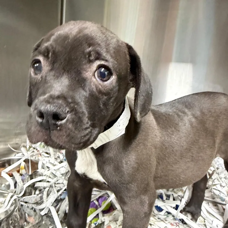 A baby medium-sized male Brown / Chocolate English Bulldog dog named Kat for adoption in Lakeland, FL