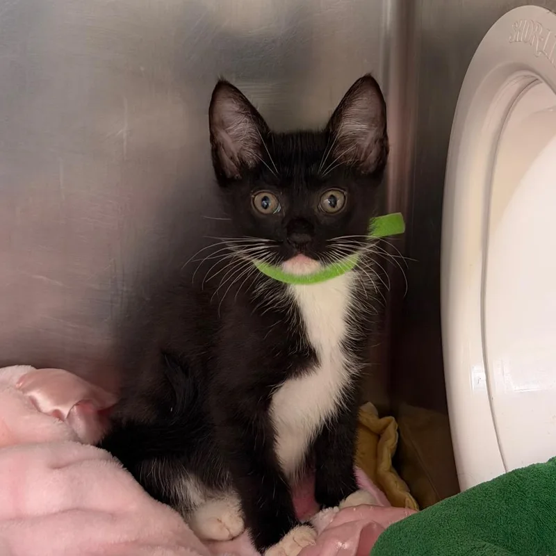 A baby small-sized female Black Domestic Short Hair cat named Pisces for adoption in West Palm Beach, FL
