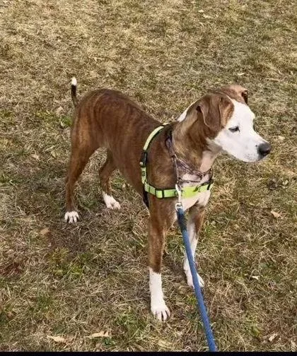 A baby medium-sized female Terrier dog named Sakari for adoption in Bridgewater, NJ