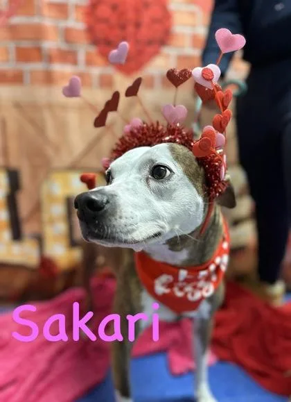 Sakari thumbnail 2