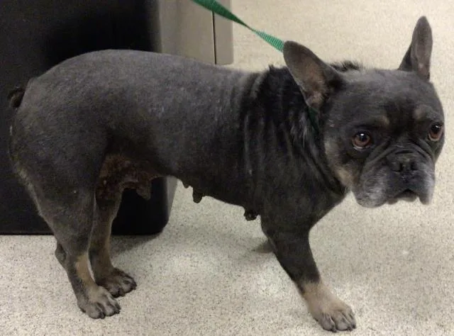 An adult small-sized female French Bulldog dog named French Roll for adoption in Riverside, CA