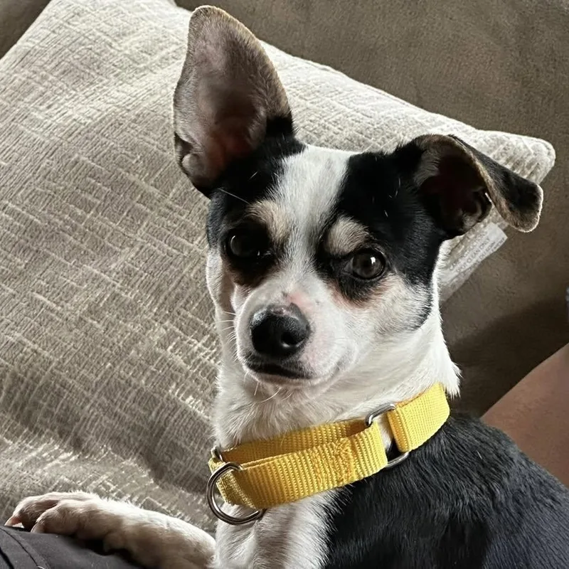 An adult small-sized male Chihuahua dog named Mave for adoption in Racine, WI