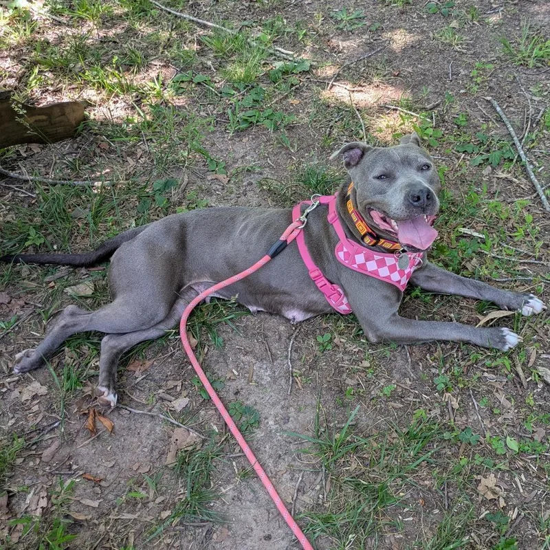 An adult medium-sized female Gray / Blue / Silver Mixed Breed dog named Luna for adoption in Winston Salem, NC