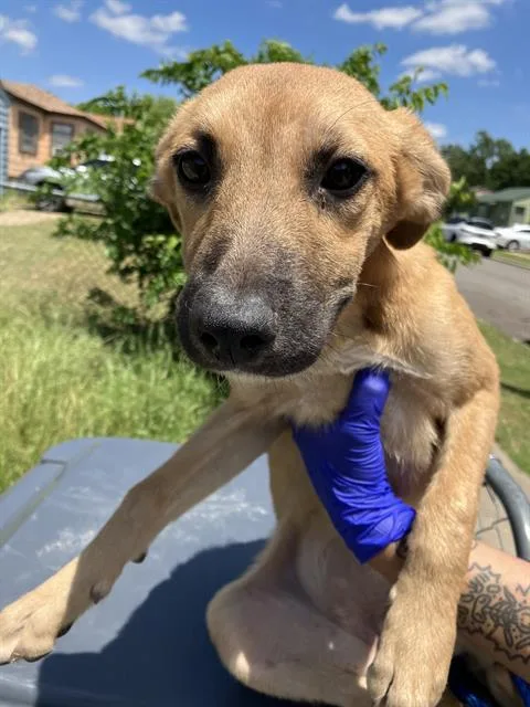 A baby small-sized female Mixed Breed dog named Nala for adoption in Dallas, TX