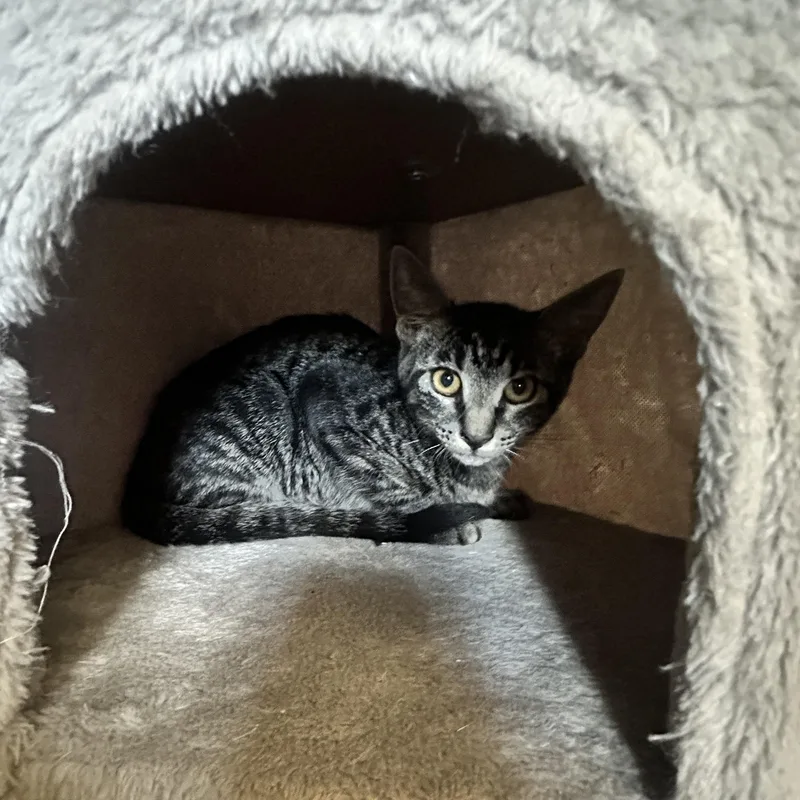 Ranger And Shiloh Bonded thumbnail 2