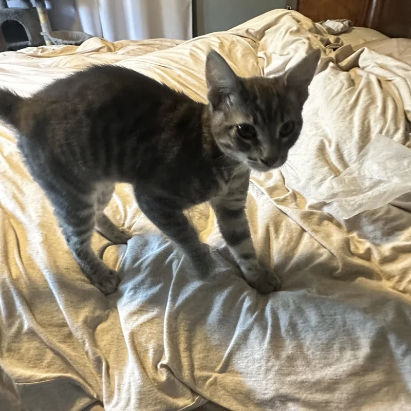 Ranger And Shiloh Bonded thumbnail 3