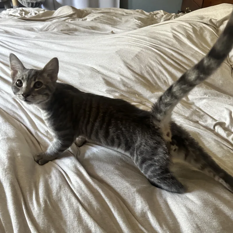 Ranger And Shiloh Bonded thumbnail 4