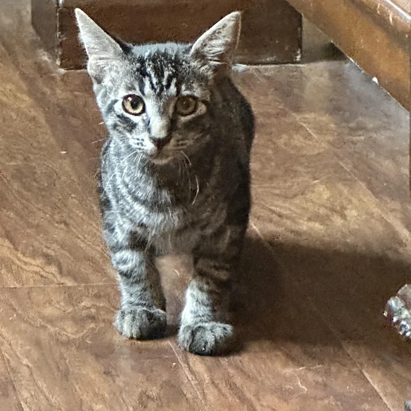 Ranger And Shiloh Bonded