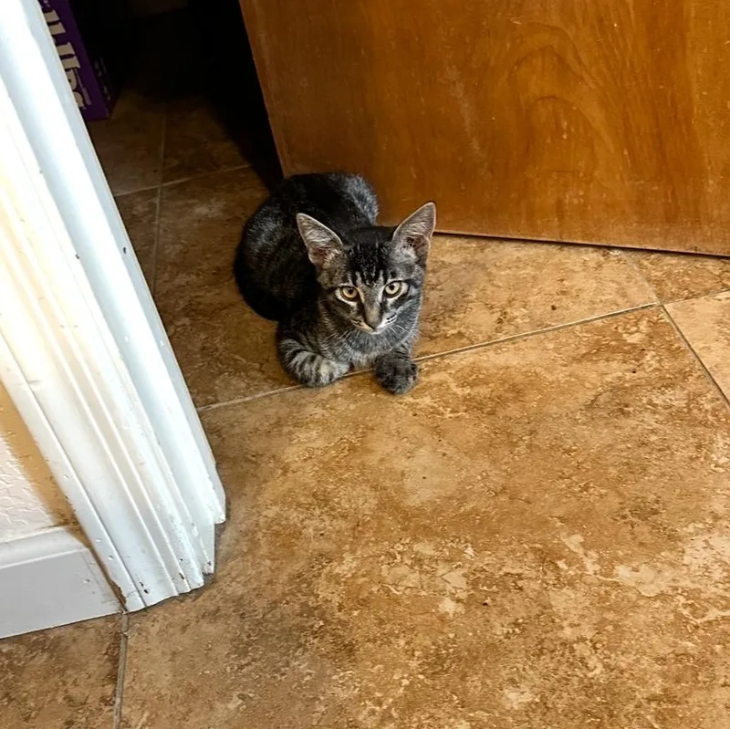 Ranger And Shiloh Bonded thumbnail 5