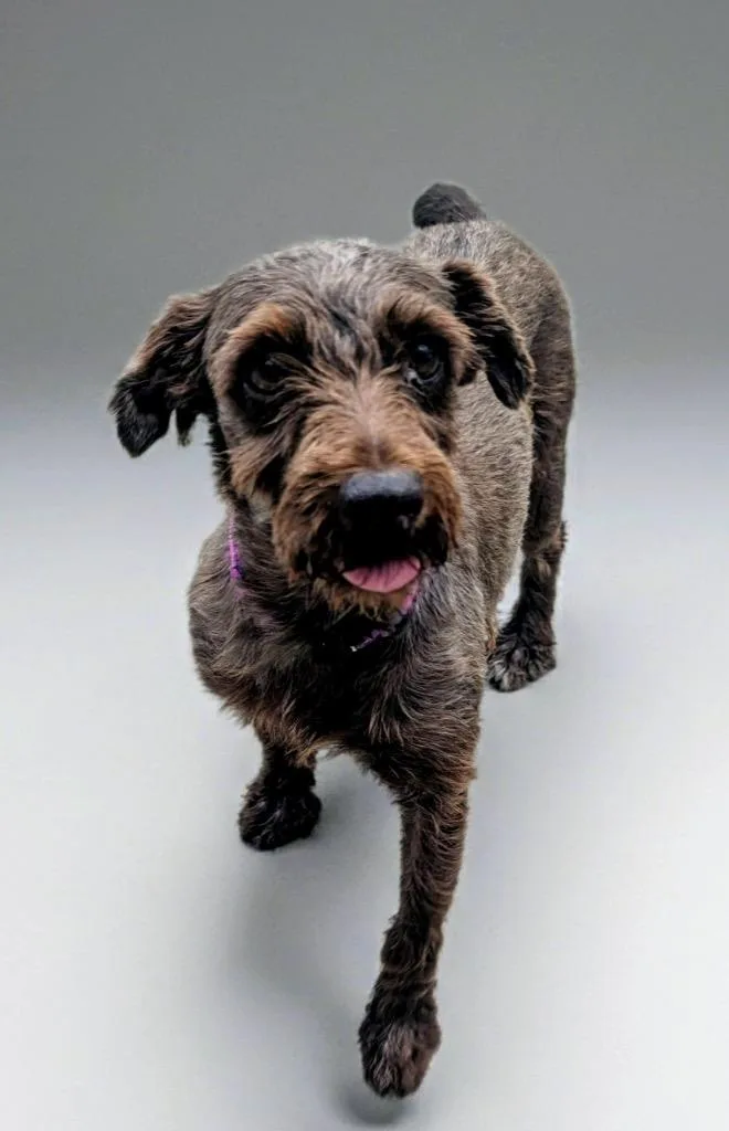 An adult small-sized female Schnauzer dog named Schatzie for adoption in Fort Myers, FL