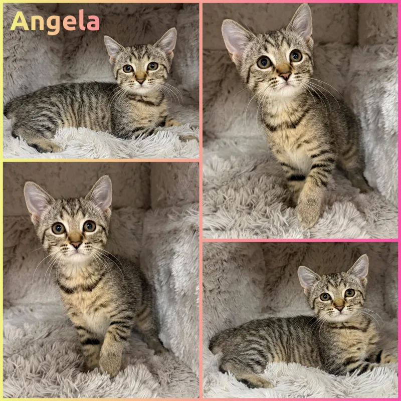 A baby small-sized female Tabby (Brown / Chocolate) Domestic Short Hair cat named Angela for adoption in Louisville, KY