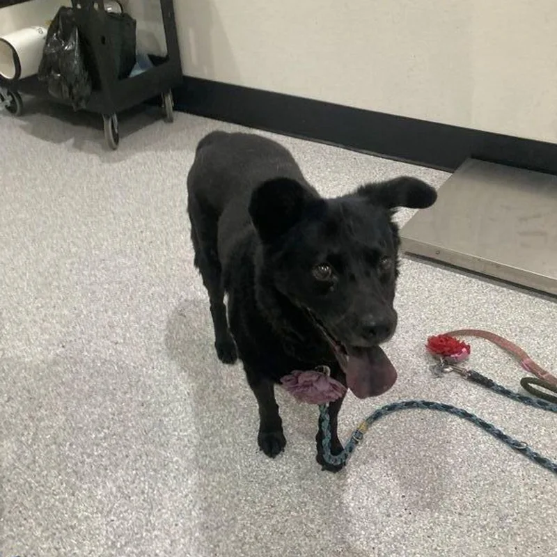 A senior medium-sized female Black Labrador Retriever dog named Ember for adoption in Lake Havasu City, AZ