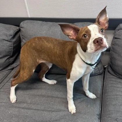 An adult medium-sized female Red / Chestnut / Orange Mixed Breed dog named Snickers for adoption in Lansing, MI