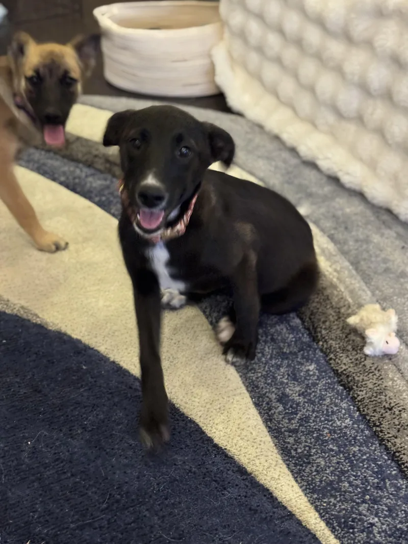A baby medium-sized female Black Shepherd dog named Prada for adoption in Bakersfield, CA