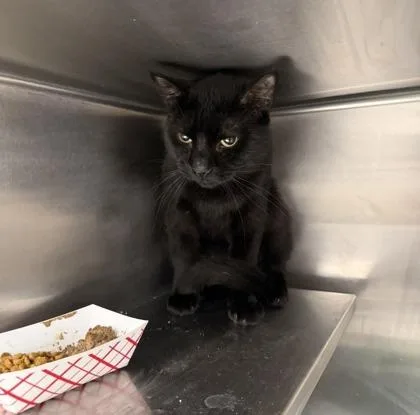 An adult small-sized male Domestic Short Hair cat named Dipstick for adoption in West Chester, PA