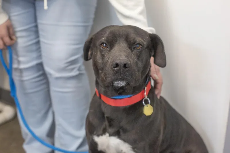 An adult large-sized male Pit Bull Terrier dog named Capone for adoption in Mountain Home, AR