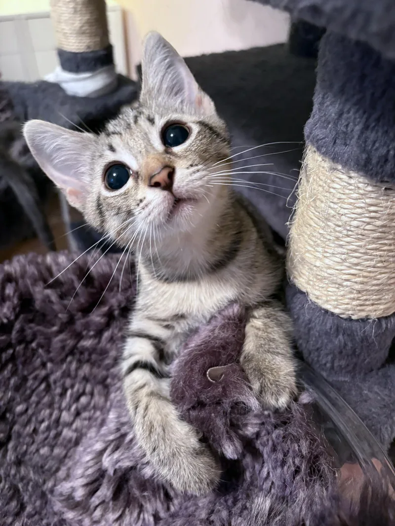 A baby medium-sized female Brown / Chocolate Domestic Short Hair cat named Star for adoption in Lake Monroe, FL