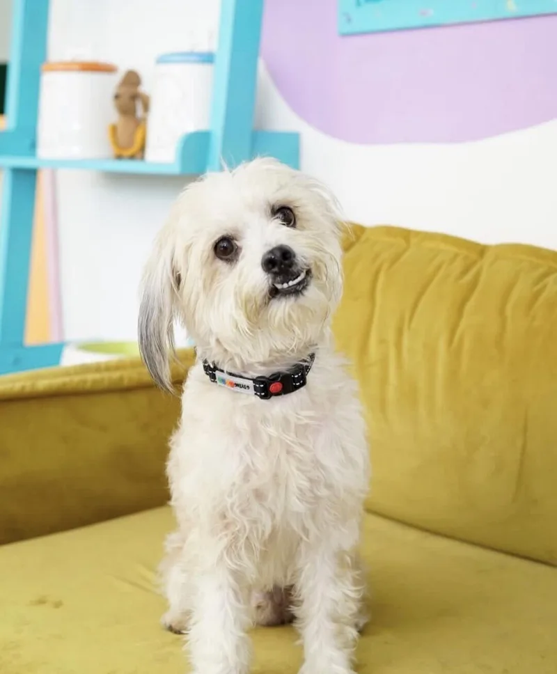 An adult small-sized male Poodle dog named Lucian for adoption in Pasadena, CA