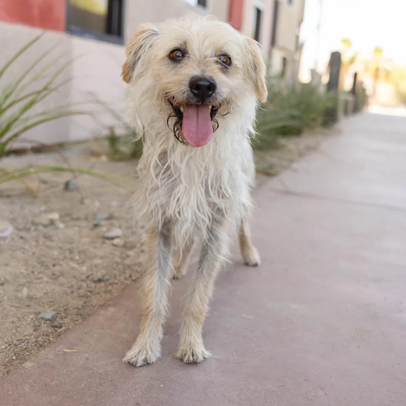 An adult small-sized male White / Cream Poodle dog named Frederick for adoption in Palm Springs, CA