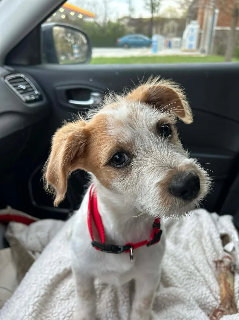 A baby medium-sized female Australian Shepherd dog named Cinnamon for adoption in Media, PA
