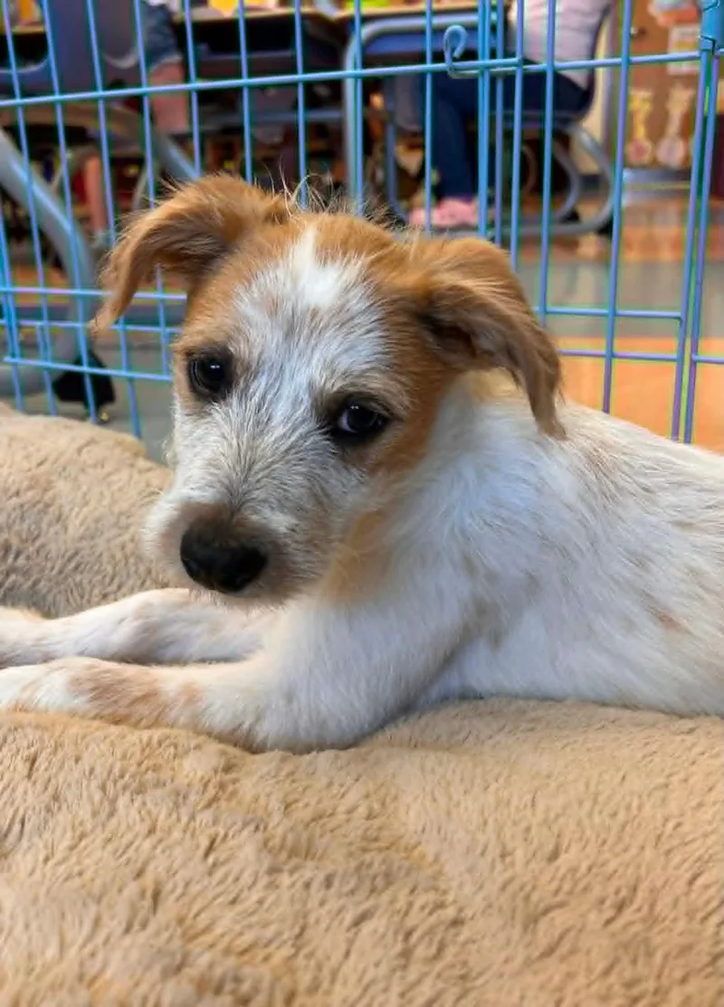 Cinnamon thumbnail 2