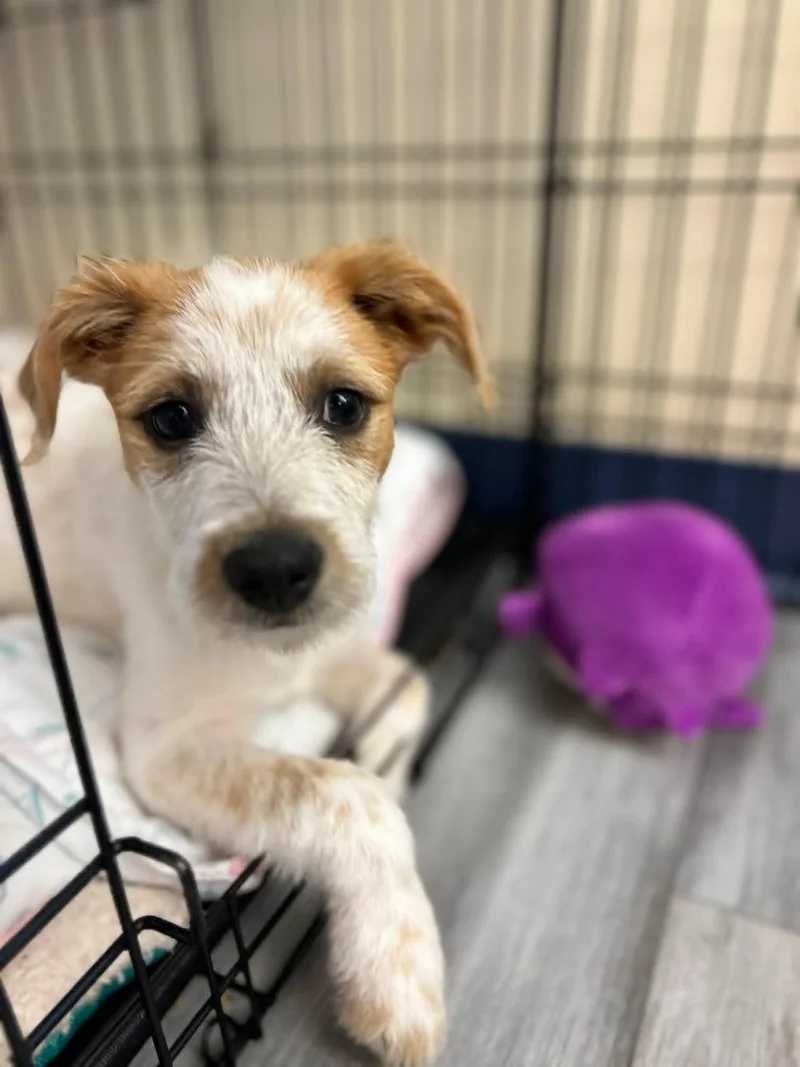 Cinnamon thumbnail 3