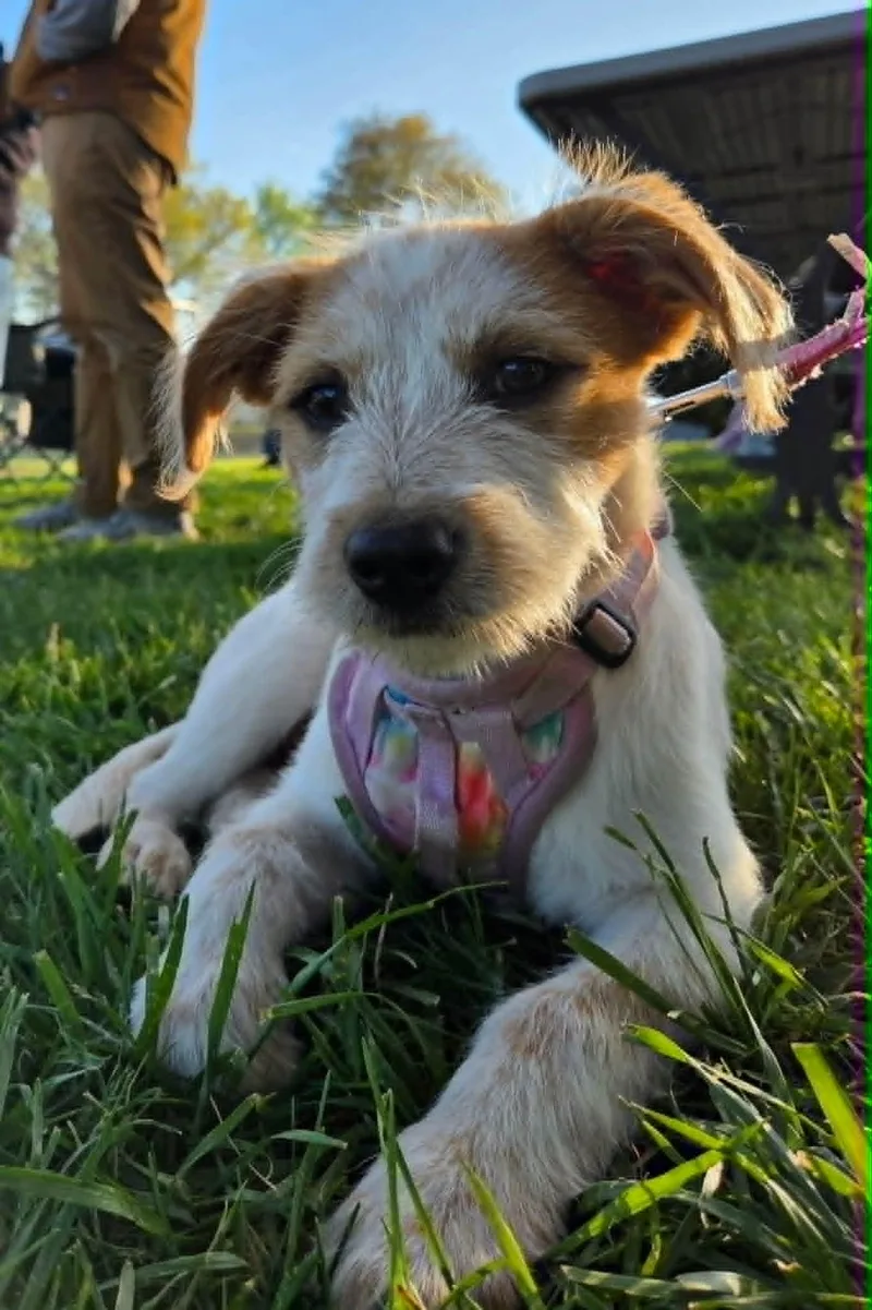 Cinnamon thumbnail 4