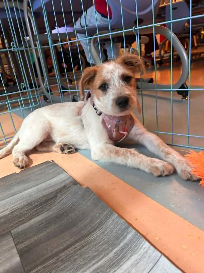 Cinnamon thumbnail 6