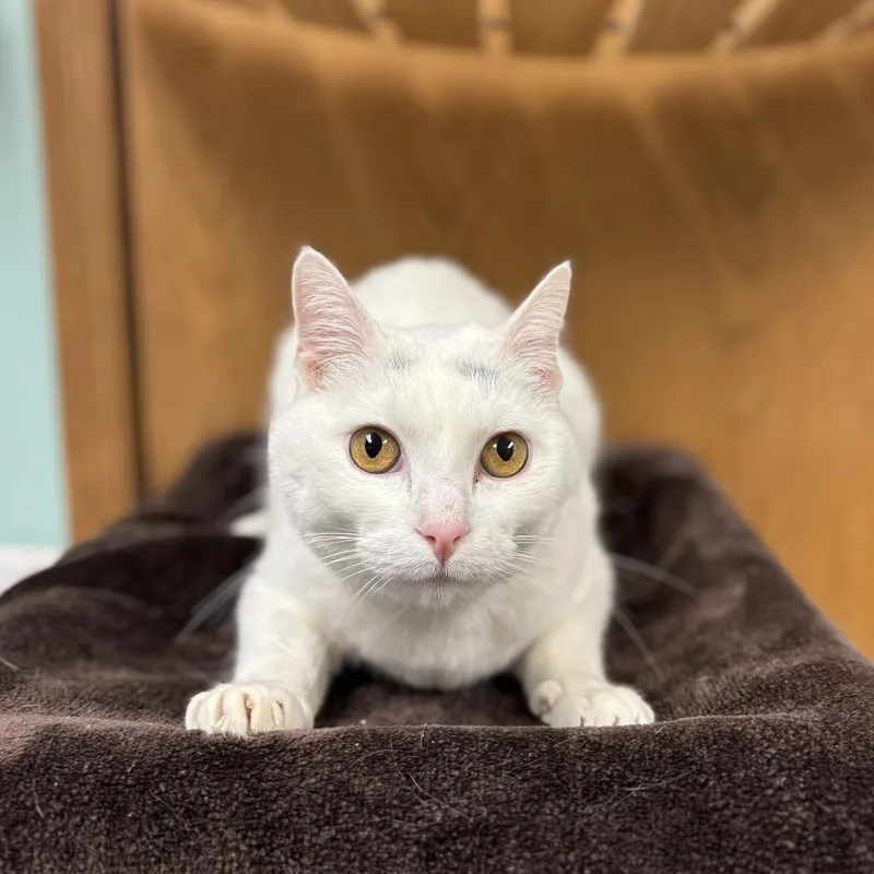 An adult medium-sized female White Domestic Short Hair cat named Valli for adoption in Fargo, ND