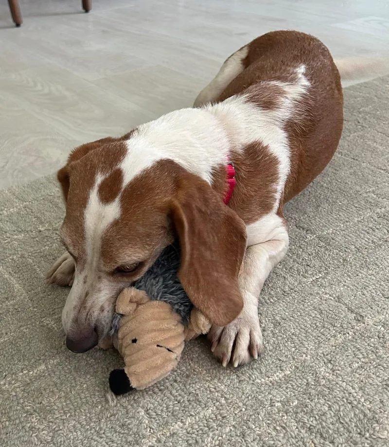 An adult small-sized female Beagle dog named Teela for adoption in Dunnellon, FL