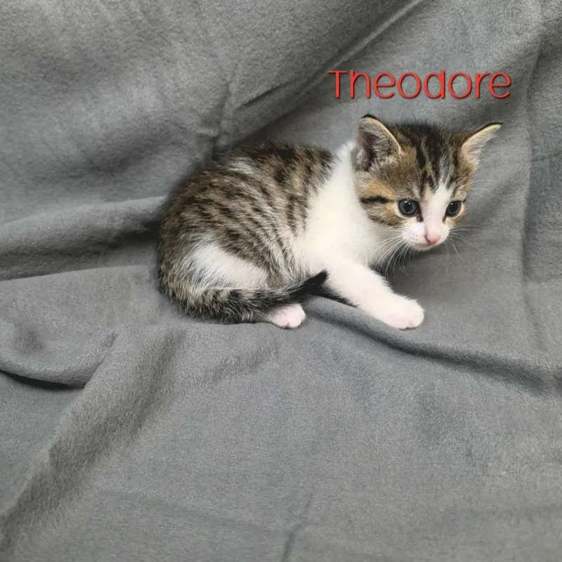 A baby small-sized male Domestic Short Hair cat named Theodore for adoption in Parkersburg, WV