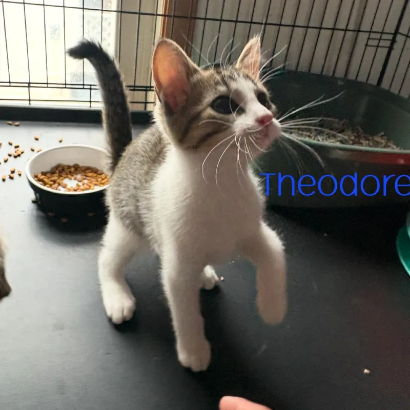 Theodore thumbnail 2