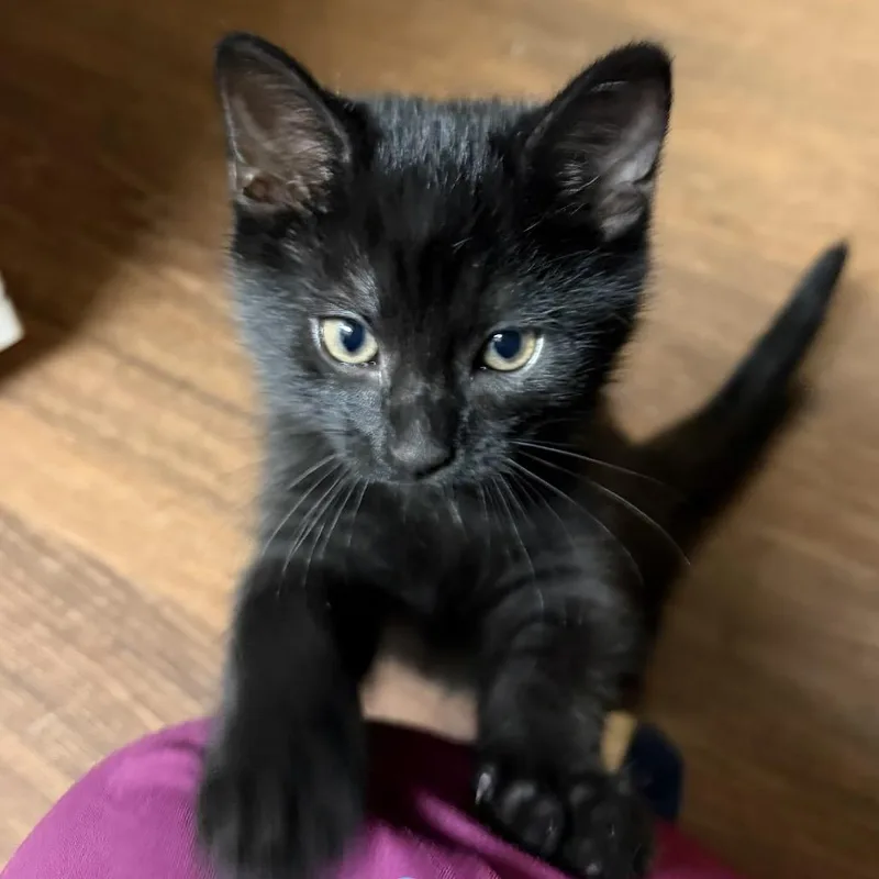 A baby medium-sized male Black Domestic Short Hair cat named Cypress for adoption in Chattanooga, TN
