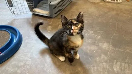 A baby small-sized female Domestic Short Hair cat named Ren for adoption in Sultan, WA