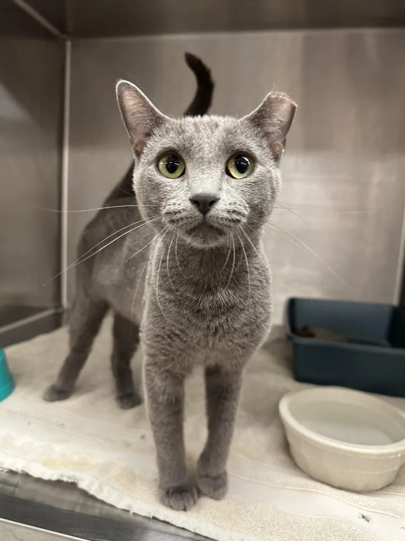 A young medium-sized female Domestic Short Hair cat named Princess Bubblegum for adoption in Grand Rapids, MI