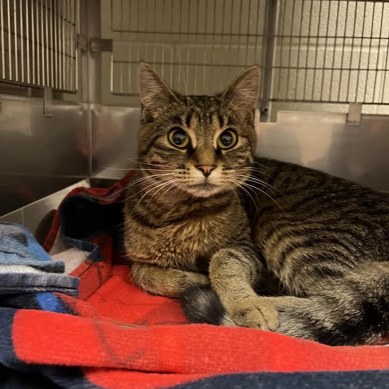 A young medium-sized female Brown / Chocolate Domestic Short Hair cat named Ramona for adoption in Bristol, IN