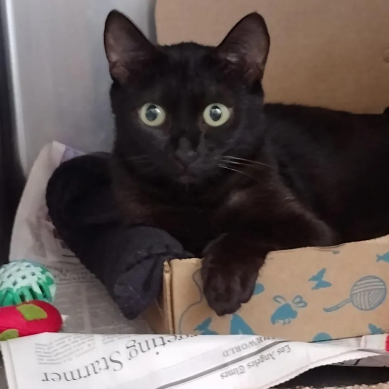 A young medium-sized female Black Domestic Short Hair cat named Neopolitan for adoption in Santa Barbara, CA