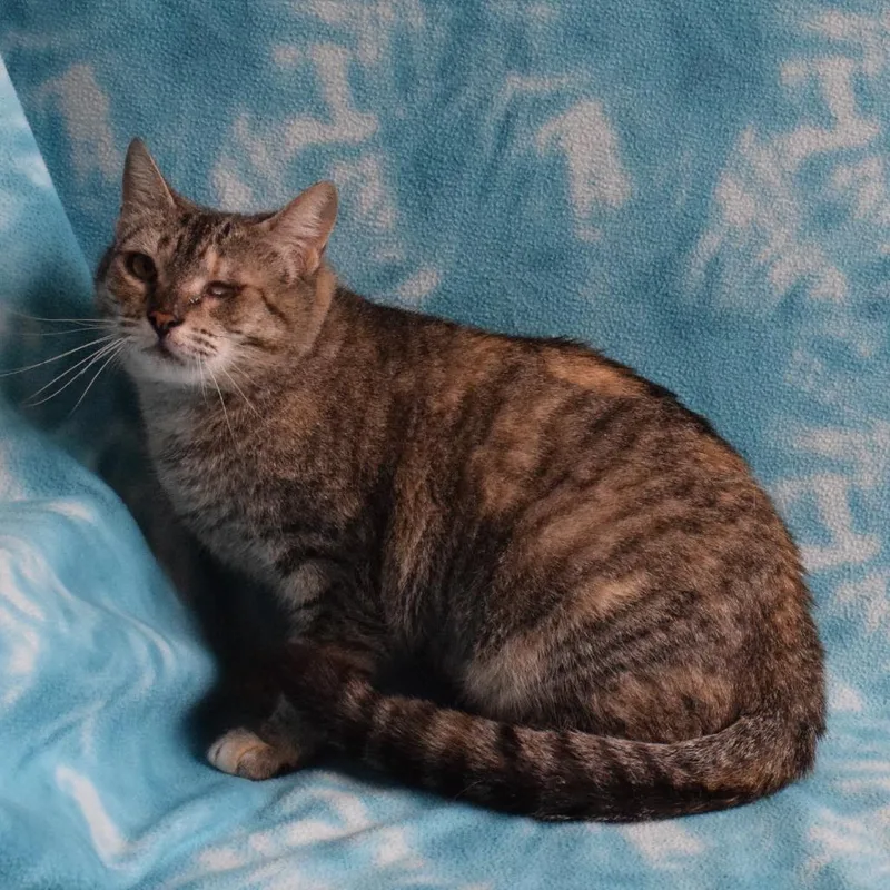 Leela