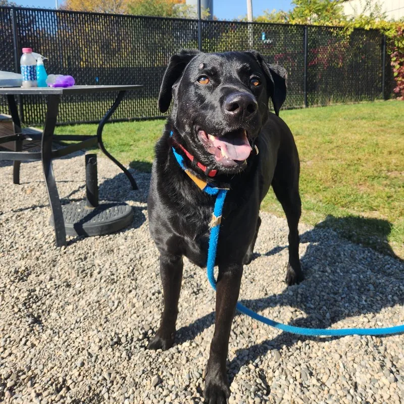 An adult large-sized male Black Labrador Retriever dog named Odin for adoption in Fort Wayne, IN
