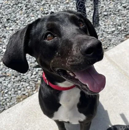 An adult medium-sized female Retriever dog named Lucy for adoption in Voorhees, NJ