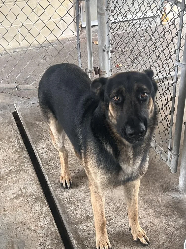 An adult large-sized male Brown / Chocolate German Shepherd Dog named Tucker for adoption in Houston, TX
